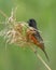 Male orchard oriole Icterus spurius