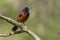 A male Orchard Oriole sits perched on a tree branch in spring