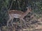 Male Oribi antelope walking slowly through the bush in South Africa