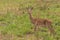 Male Oribi Ourebia ourebi in the grasslands of Murchison Falls National Park, Uganda.