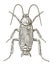 Male oriental cockroach blatta orientalis in dorsal view