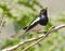 A male oriental magpie robin