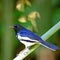 Male Oriental Magpie Robin