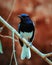 Male Oriental magpie-robin, they are common birds in urban gardens as well as forests.