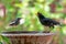 Male Oriental Magpie Robin looking at White-vented Myna drinkg water from clay bowl of water