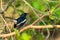 Male Oriental Magpie Robin perching on a perch