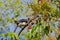 Male Oriental pied hornbill bird sitting on tree eating ripe red