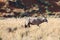 Male Oryx Antelope in the Namib desert