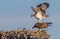 Male osprey adjusts his talons on the back of a female before the mating process begins