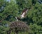 Male osprey approaching the nest with the female waiting on it