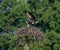 Male osprey approaching the nest with the female waiting on it