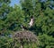 Male osprey approaching the nest with the female waiting on it