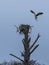 Male Osprey Bringing Gift of Nesting Moss to his Mate