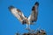 Male Osprey Bringing Sticks for Nest