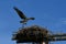 Male Osprey carries a fish to the nesting female Osprey