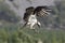 Male osprey feeding on fish and diving