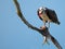 Male Osprey with Fish