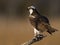 Male Osprey with Fish