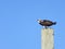 Male Osprey Guarding Nearby Nest