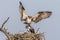 Male Osprey Joining His Mate at Their Nest - Florida