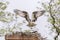 Male Osprey leaving the nest