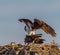 Male osprey mounts a female in mating event