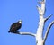 Male Osprey Perched in an Old Dead Tree