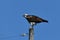 Male Osprey stands guard over nest from a nearby pole