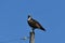 Male Osprey stands guard over nest from a nearby pole