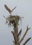 Male Osprey Taking Flight from His Nest