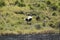 Male Ostrich approaching female for mating in Lewa Conservancy, Kenya, Africa