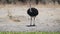 a male ostrich approaching waterhole at tarangire national park