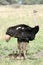 Male Ostrich with Babies in Africa