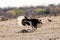 Male ostrich courtship dance