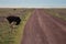 A male ostrich crossing the road