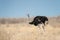 Male ostrich, Etosha National Park, Namibia