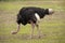 Male Ostrich Feeding