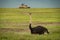 Male ostrich on grass with jeep behind