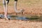 Male ostrich looking for food close to a water hole dry earth