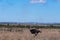 Male Ostrich Nature Fields Meadows Cloud Sky Kenyan Landscape Nairobi National Park Only City Park In The World Nairobi