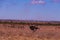 Male Ostrich Nature Fields Meadows Cloud Sky Kenyan Landscape Nairobi National Park Only City Park In The World Nairobi