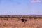 Male Ostrich Nature Fields Meadows Cloud Sky Kenyan Landscape Nairobi National Park Only City Park In The World Nairobi