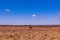 Male Ostrich Nature Fields Meadows Cloud Sky Kenyan Landscape Nairobi National Park Only City Park In The World Nairobi