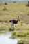 Male Ostrich near pond in Lewa Conservancy, Kenya, Africa