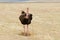 Male ostrich in the Ngorongoro