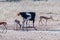 Male Ostrich and springbok drinking water in the Kgalagadi