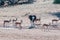 Male Ostrich and springbok drinking water in the Kgalagadi