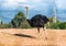 Male ostrich walking