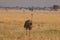 Male ostrich walking around in the african steppe