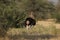 Male ostrich walking away in the african steppe